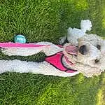 Dog, Toy, Dog breed, Carnivore, Grass, Companion dog, Water Dog, Dog Supply, Collar, Pet Supply, Stuffed Toy, Toy Dog, Wool, Dog Collar, Plant, Canidae, Plush, Poodle, Tail