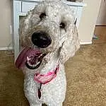 Dog, Carnivore, Dog breed, Collar, Water Dog, Working Animal, Companion dog, Dog Collar, Pet Supply, Snout, Poodle, Dog Supply, Terrier, Furry friends, Door, Toy Dog, Canidae, Labradoodle