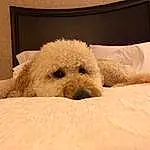 Dog, Carnivore, Dog breed, Comfort, Companion dog, Fawn, Working Animal, Water Dog, Toy Dog, Poodle, Bed, Terrier, Linens, Furry friends, Canidae, Room, Bedding, Labradoodle, Non-sporting Group