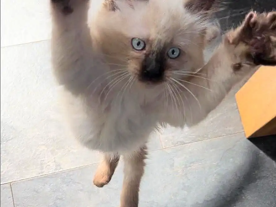 Cat, Felidae, Carnivore, Small To Medium-sized Cats, Gesture, Whiskers, Fawn, Siamese, Snout, Thai, Tail, Paw, Balinese, Ragdoll, Claw, Furry friends, Foot, Box, Birman