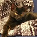 Cat, Felidae, Carnivore, Small To Medium-sized Cats, Whiskers, Comfort, Snout, Tints And Shades, Tail, Terrestrial Animal, Furry friends, Black cats, Domestic Short-haired Cat, Paw, Claw, Sitting, Cat Supply, Havana Brown, Shadow