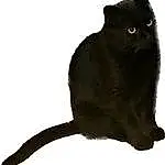 Cat, Carnivore, Felidae, Bombay, Small To Medium-sized Cats, Sleeve, Whiskers, Tail, Terrestrial Animal, Black cats, Furry friends, Event, Illustration, Plant