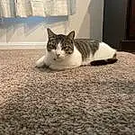 Cat, Wood, Carnivore, Felidae, Textile, Grey, Small To Medium-sized Cats, Stairs, Door, Whiskers, Window, Comfort, Hardwood, Tail, Furry friends, Domestic Short-haired Cat, Room, Shelf