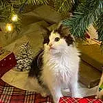 Cat, Felidae, Tartan, Carnivore, Fawn, Whiskers, Small To Medium-sized Cats, Plaid, Pattern, Rectangle, Event, Furry friends, Tail, Wood, Christmas Ornament, Tree, Conifer, Sitting