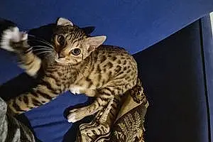 Bengal Cat Mowgli