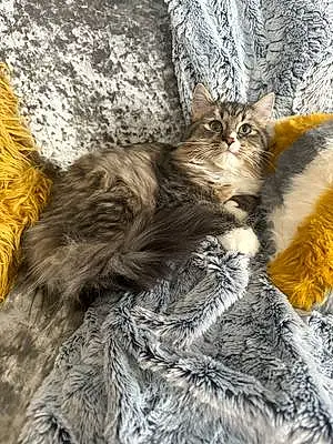 Persian Cat Milo
