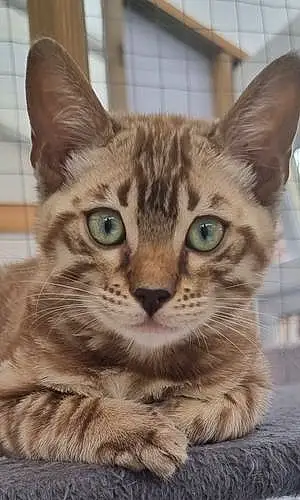 Bengal Cat Chunk