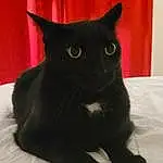 Cat, Carnivore, Felidae, Small To Medium-sized Cats, Whiskers, Snout, Black cats, Domestic Short-haired Cat, Tail, Furry friends, Comfort, Bombay, Terrestrial Animal, Carmine, Claw