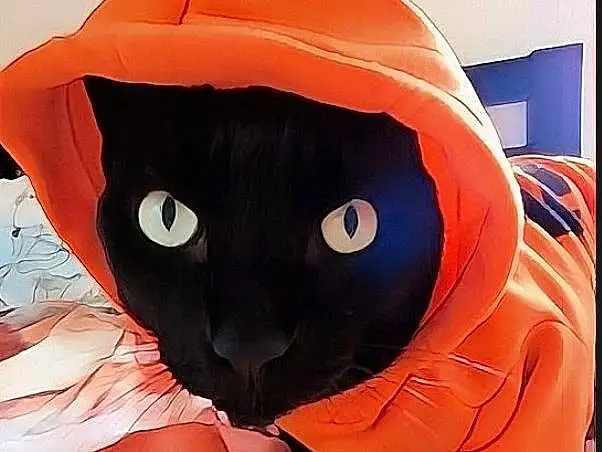 Cat, Textile, Sleeve, Orange, Comfort, Gesture, Carnivore, Felidae, Whiskers, Linens, Small To Medium-sized Cats, Electric Blue, Peach, Carmine, Tail, Furry friends, Fictional Character, Room, Black cats, T-shirt