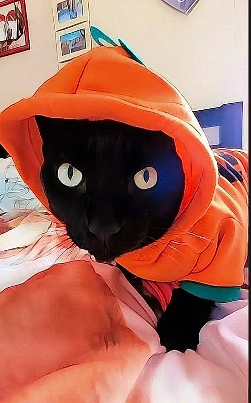 Cat, Textile, Sleeve, Orange, Comfort, Gesture, Carnivore, Felidae, Whiskers, Linens, Small To Medium-sized Cats, Electric Blue, Peach, Carmine, Tail, Furry friends, Fictional Character, Room, Black cats, T-shirt
