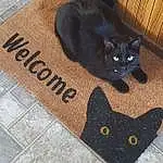 Cat, Black, Sleeve, Carnivore, Bombay, Felidae, Small To Medium-sized Cats, Whiskers, Wood, Font, Tail, Rectangle, Furry friends, Black cats, Fashion Accessory, Domestic Short-haired Cat, Electric Blue, Linens, Hardwood