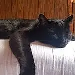 Cat, Gesture, Comfort, Wood, Felidae, Tail, Whiskers, Snout, Terrestrial Animal, Black cats, Domestic Short-haired Cat, Furry friends, Hardwood, Wood Stain, Small To Medium-sized Cats, Claw, Paw, Human Leg, Foot, Dog breed
