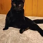 Cat, Eyes, Felidae, Carnivore, Small To Medium-sized Cats, Whiskers, Bombay, Black cats, Terrestrial Animal, Domestic Short-haired Cat, Furry friends, Tail, Claw, Comfort
