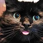 Cat, Felidae, Carnivore, Whiskers, Iris, Small To Medium-sized Cats, Snout, Close-up, Furry friends, Domestic Short-haired Cat, Black cats, Electric Blue, Terrestrial Animal, Darkness, Bombay