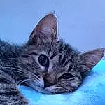 Cat, Carnivore, Small To Medium-sized Cats, Felidae, Whiskers, Comfort, Sky, Snout, Paw, Domestic Short-haired Cat, Furry friends, Electric Blue, Claw, Terrestrial Animal, Sitting