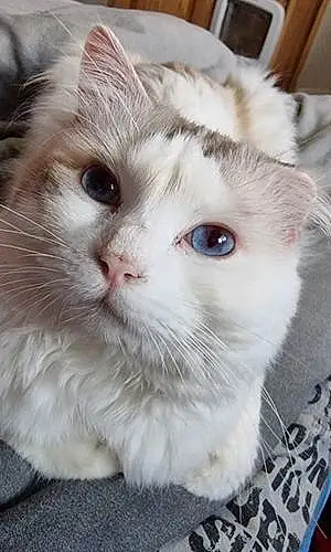 Ragdoll Cat Felix