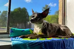 Name Chihuahua Dog Emmett