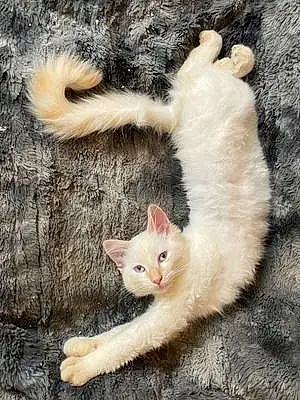 Siamese Cat Jupiter