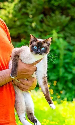 Ragdoll Cat Coco