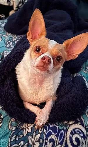 Chihuahua Dog Otis