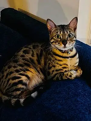 Bengal Cat Monalisa