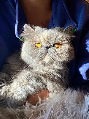 Persian Cat Percy