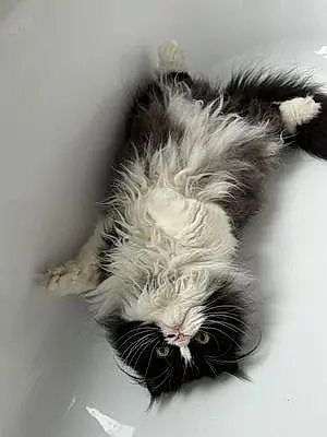 Persian Cat Monroe