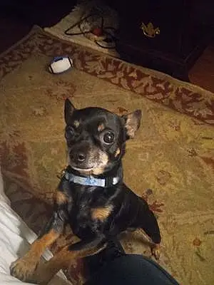 Chihuahua Dog Corkey
