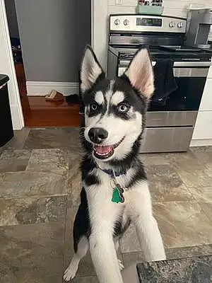 Name Husky Dog Apollo