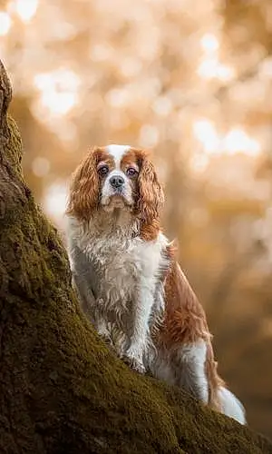 Cavalier King Charles Spaniel Dog Benny