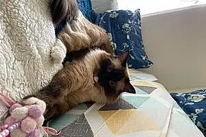 Ragdoll Cat Max