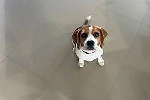 Name Beagle Dog Bell