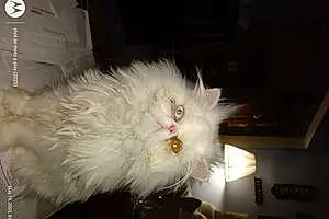 Persian Cat Pretty Boy