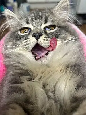 Persian Cat Kai