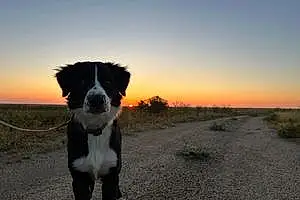 Australian Shepherd Dog Shadow