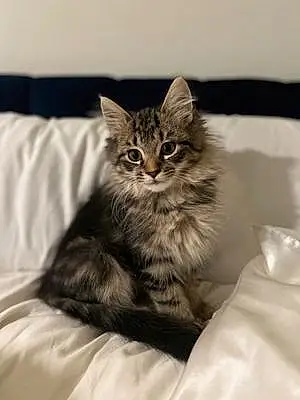 Name Cat Sophie