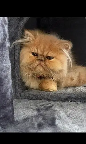 Persian Cat Ozzy