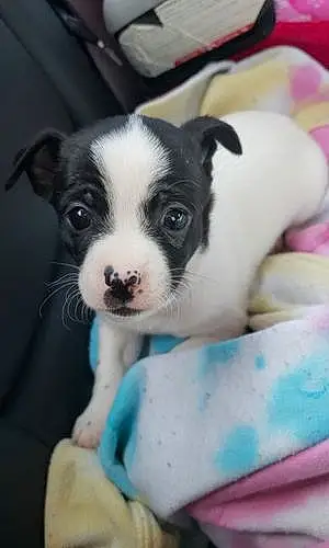 Chihuahua Dog Bernard