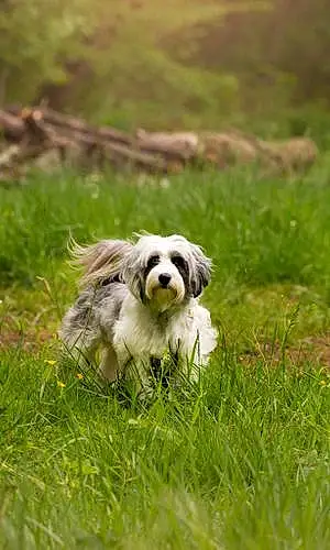 Australian Shepherd Dog Willow