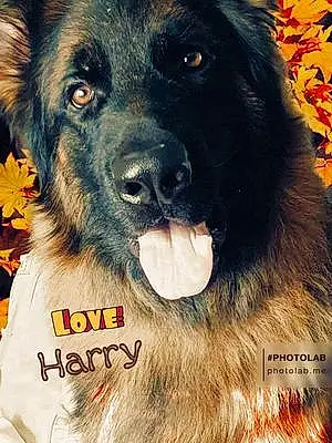 German Shepherd Dog Harry