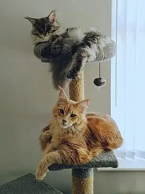 Maine Coon Cat Poppy And Cody