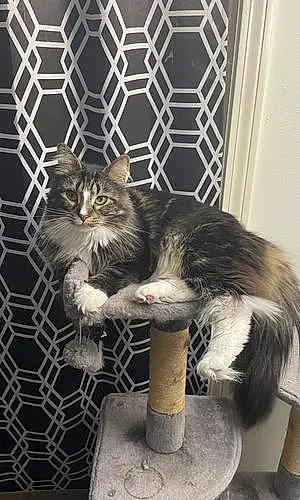 Maine Coon Cat Willow
