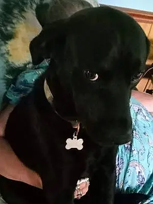 Labrador Retriever Dog Maxx