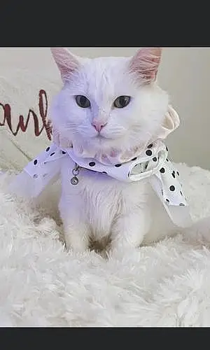 Turkish Angora Cat Annabelle