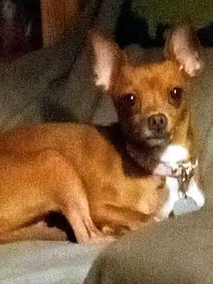 Chihuahua Dog Bella