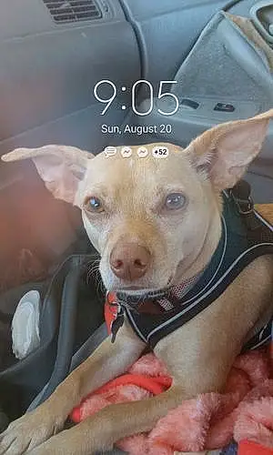 Chihuahua Dog Schatzie