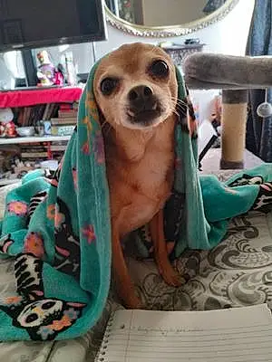 Chihuahua Dog Chi
