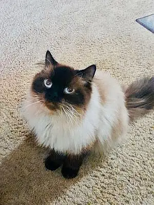 Persian Cat Lil Biscuit