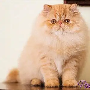 Persian Cat Freddybear
