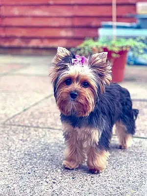 Yorkshire Terrier Dog Holy